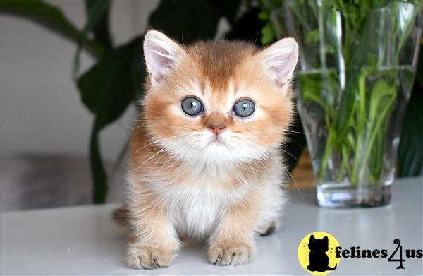 thechubbyfacedcat Picture 1